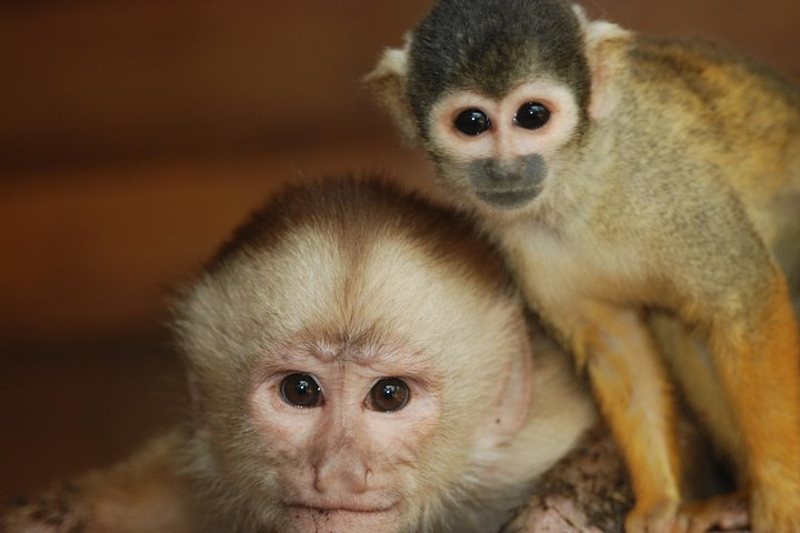 4-Day Amazon Jungle Tour 