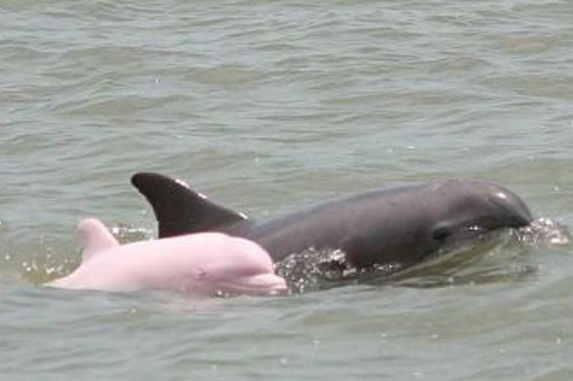 4-Day Amazon Wildlife Tour in Pacaya Samiria National Reserve from