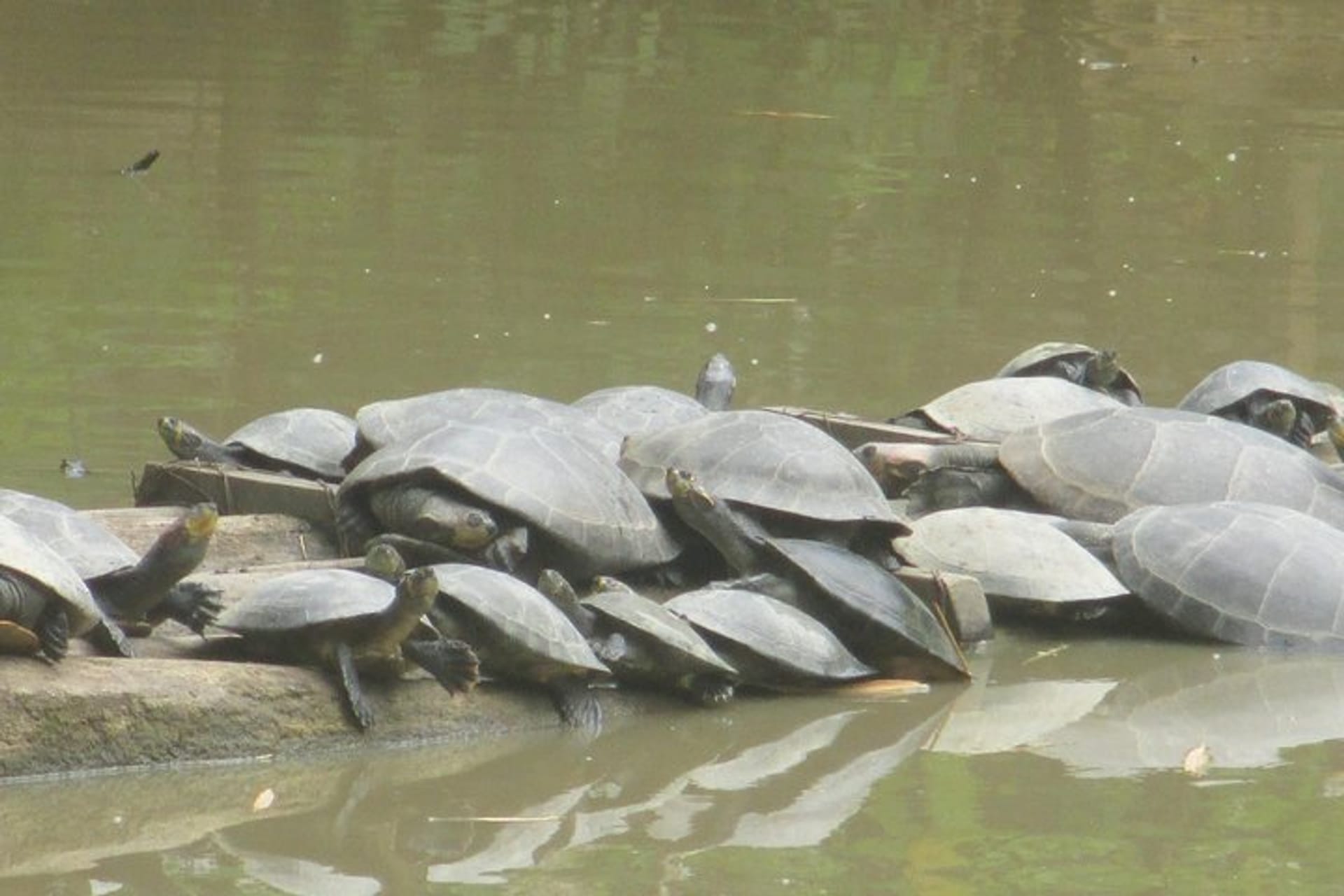 4-Day Amazon Wildlife Tour in Pacaya Samiria National Reserve from