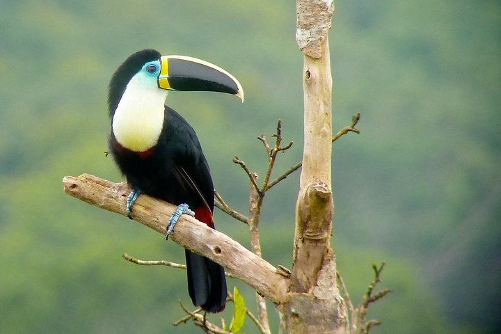 TUCAN 