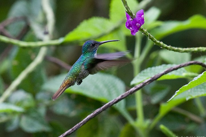 4-Day Manu Jungle Trip from Cusco - Photo 1 of 12