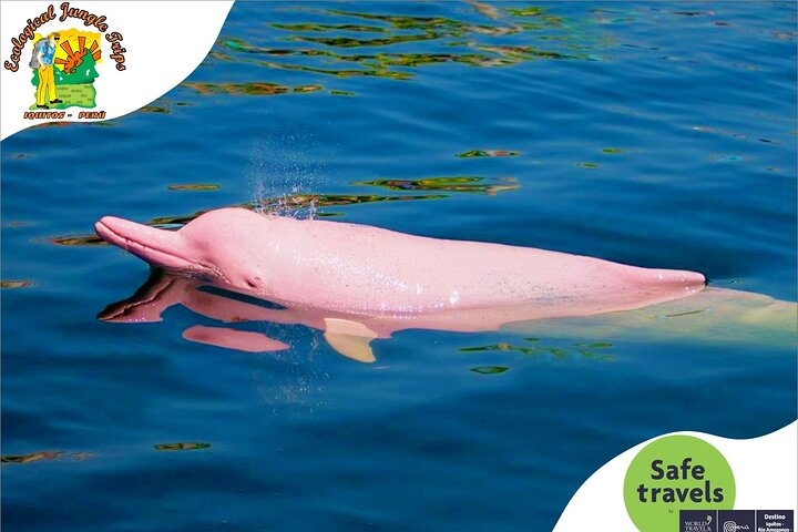 4 Day Wildlife and Camping to Pacaya Samiria National Reseve - Photo 1 of 22