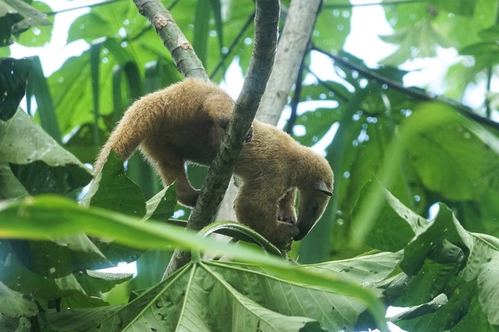 4-Day Wildlife camping tour to Pacaya-Samiria National Park from Iquitos, Peru - Photo 1 of 14