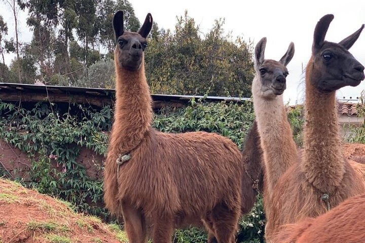 6-day tour of the Cusco of the Incas with Pick-up - Photo 1 of 25