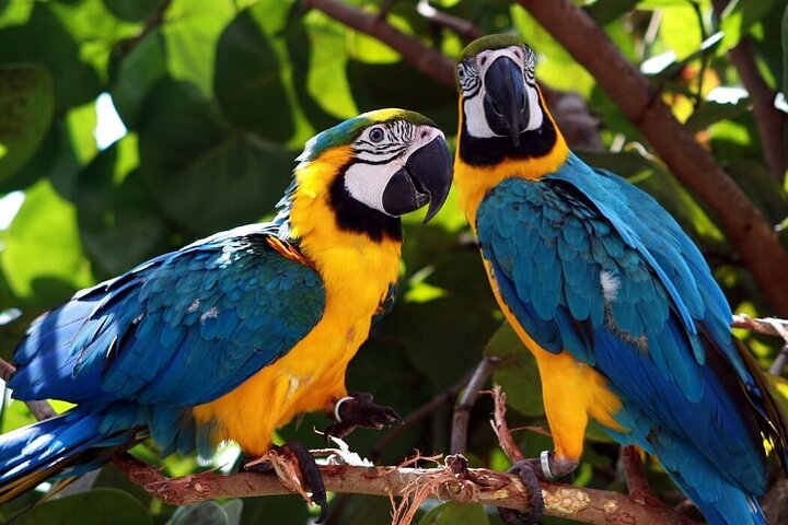 Explore the Manu Cloud Forest and spot diverse wildlife