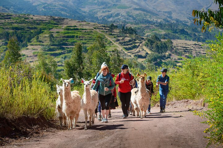 Hike with Llamas and Alpacas in the Sacred Valley from Cusco - Photo 1 of 8