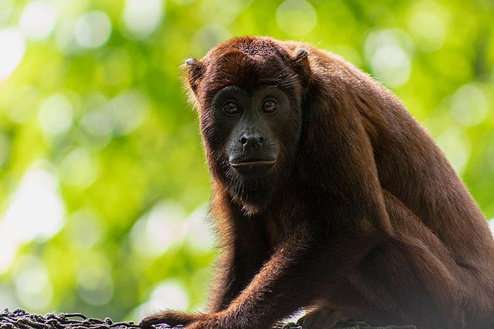 Amazon Shelter And Local Farm - Photo 1 of 9