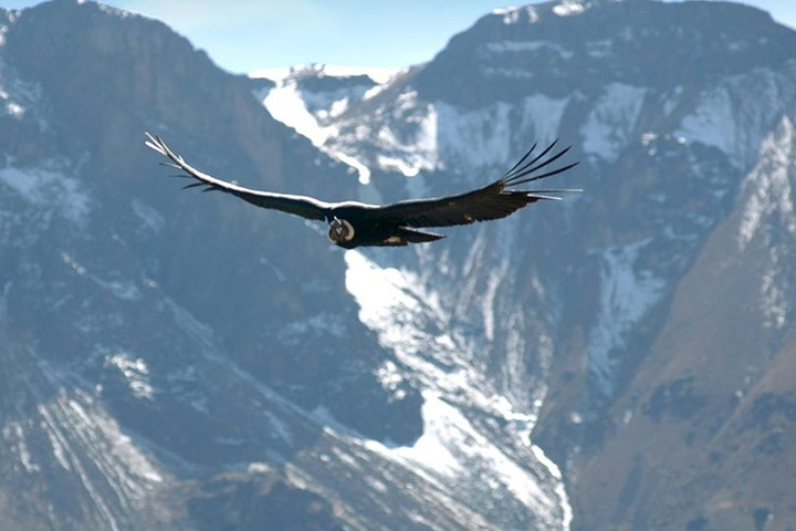 Condor Look out - Chonta Cusco