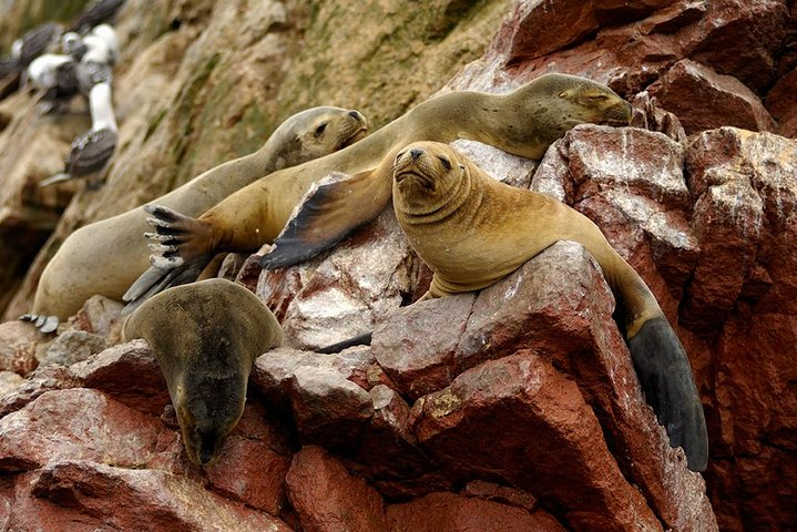 Sea Lions