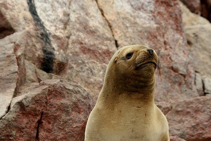 Sea lion - Ballestas Islands