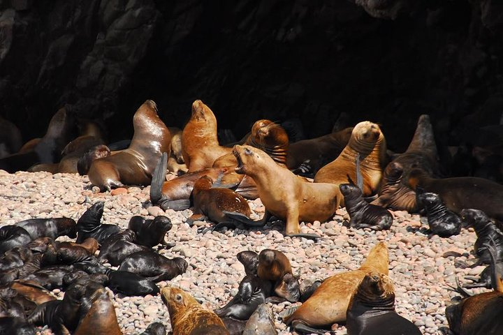 Sea lions