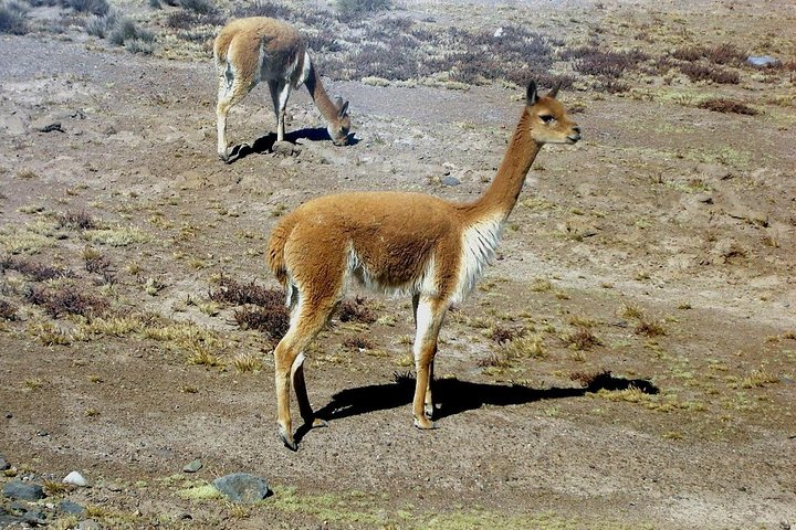 Colca Full Day Group Tour - Photo 1 of 10
