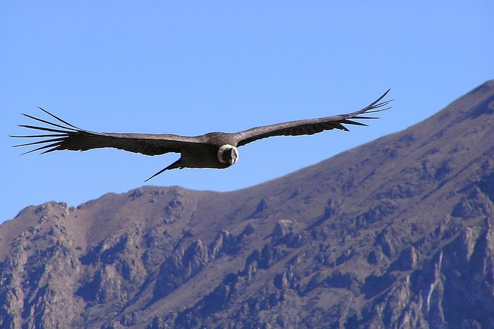 Andean Condor
