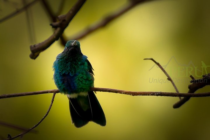 Cusco Birdwatching at Balcón del Diablo (Halfday) - Photo 1 of 9