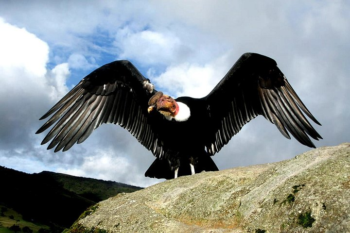 Business and Leisure Travel Packages to Peru
Corporate Travel Packages for Visiting Peru
Peru Business Trip and Vacation Packages
Custom Travel Packages for Business in Peru
Luxury Business.
