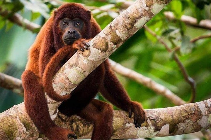 Sandoval lake and Tambopata national reserve - Photo 1 of 19