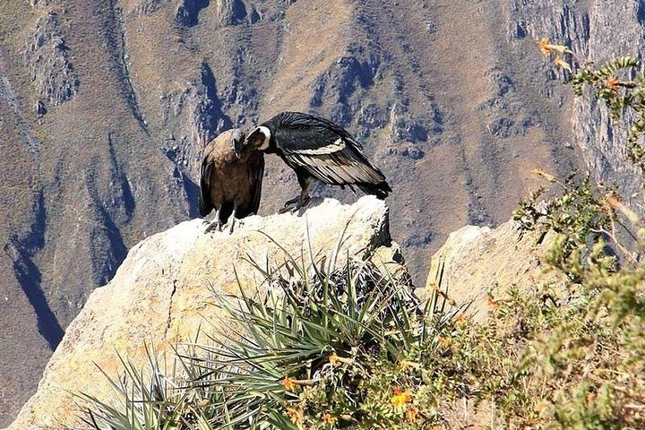 Excursion to Colca Canyon 1 Day - Photo 1 of 6