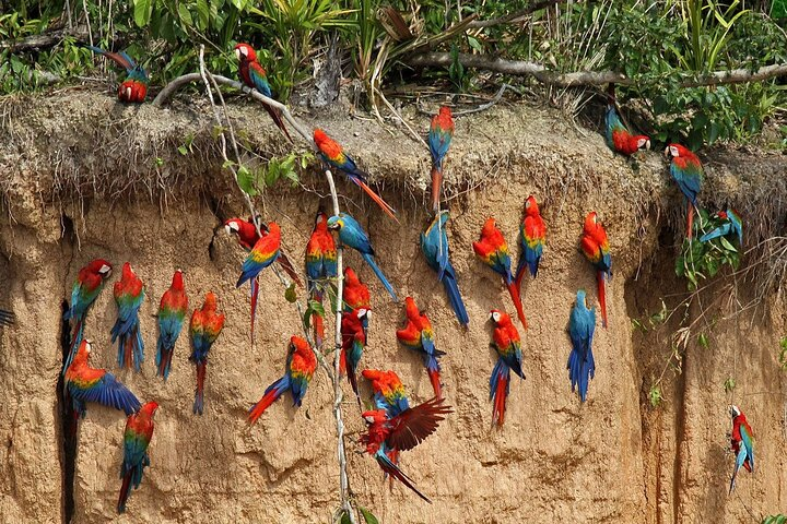 Chuncho Macaw Clay lick in Tambopata 