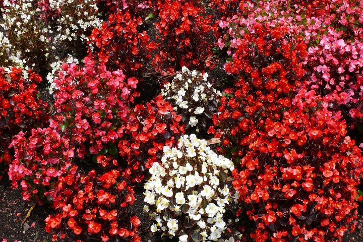 Full-Day Santa Elena Flowers, Guatapé & Piedra del Peñol Tour - Photo 1 of 3