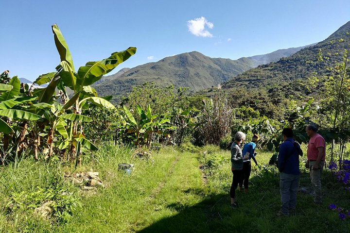 Full-Day Tour: Cacao farm experience in the jungle of Cusco - Photo 1 of 11