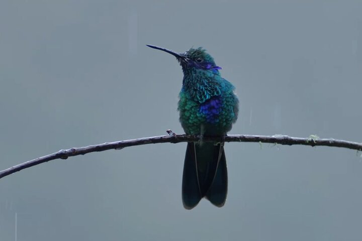 Hummingbirds of the Sacred Valley - Cusco - Photo 1 of 6