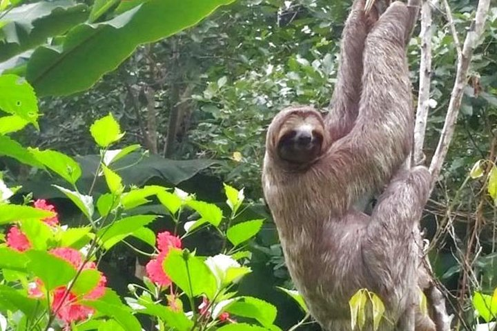 Iquitos: 3 Days and 2 Nights Amazon Jungle Tour - Photo 1 of 16