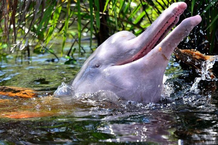 Iquitos: 4 Days and 3 Nights Amazon Jungle Tour - Photo 1 of 15