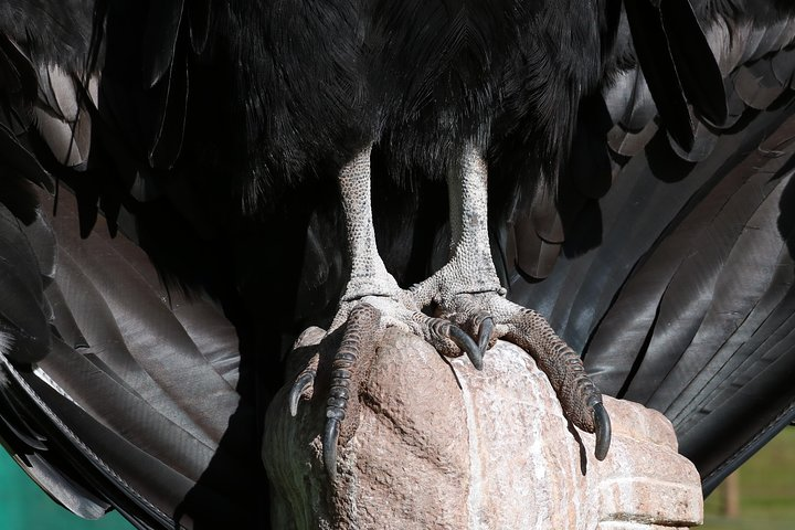 Mystic experience at Cochahuasi ( blessings of the Andean condor) - Photo 1 of 6