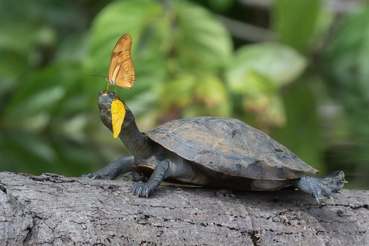 4 Day Tambopata Jungle Tour with Local Guide - Photo 1 of 25