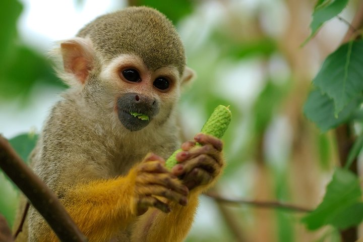 Manu National Park 4 Day Amazon Rainforest Adventure - Photo 1 of 8