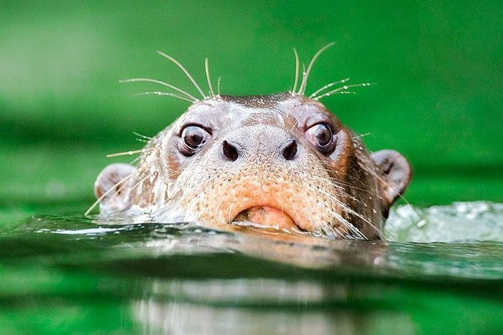 Manu Cultural Zone (4 Days) - Photo 1 of 10