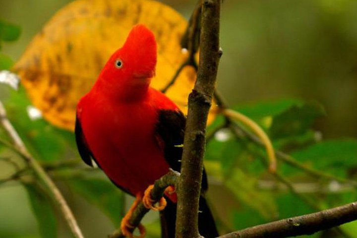 Manu Jungle Exploring: 5 Day Amazon & Cloud Forest Adventure - Photo 1 of 11