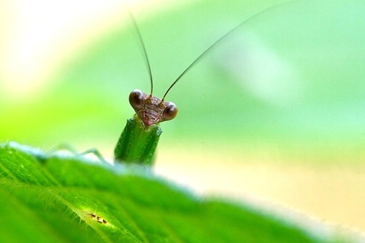 6 Day Manu Reserved Zone Amazon Expedition: Wildlife & Nature - Photo 1 of 11
