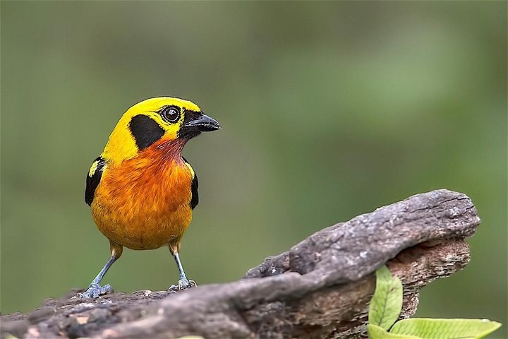7 Day Amazon Adventure: Manu Reserved Zone & Macaw Clay Lick - Photo 1 of 11