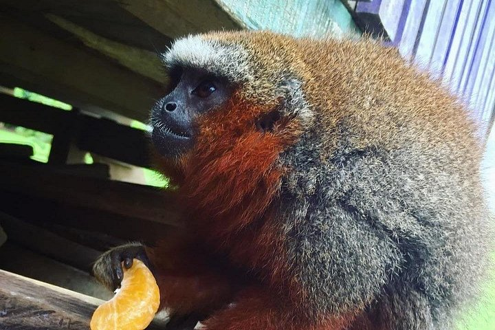 Amazonian primate