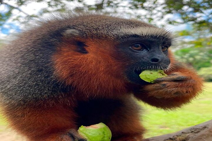 Monkey Island, Amazon River, Amazonian Sunset - Photo 1 of 5