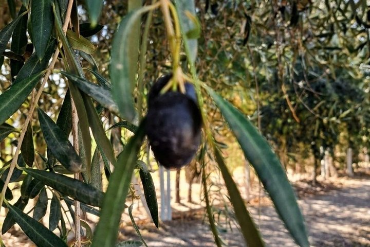 Half-Day Wine & Olive Oil Experience in Mendoza - Photo 1 of 5