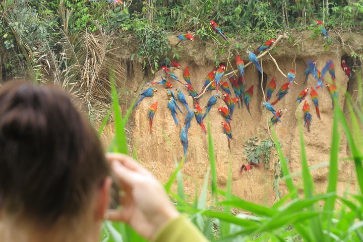 Chuncho Macaws clay lick