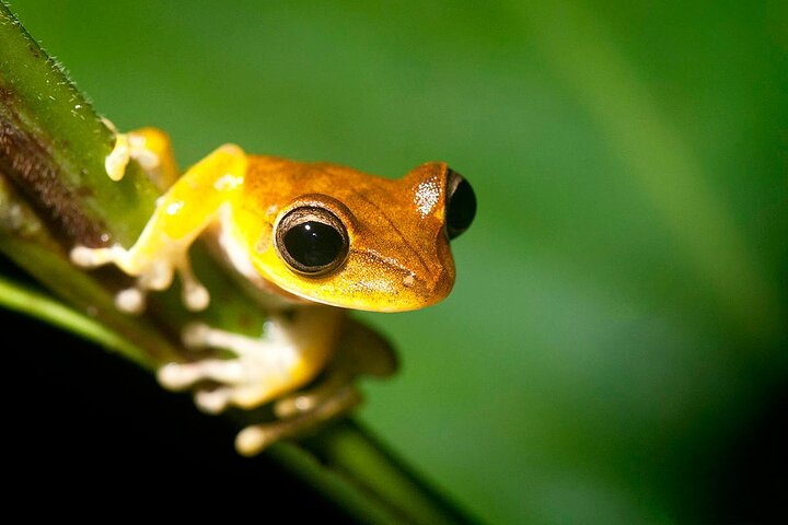 Tambopata Jungle Tour 3 Days in Amazon Garden Lodge - Photo 1 of 5