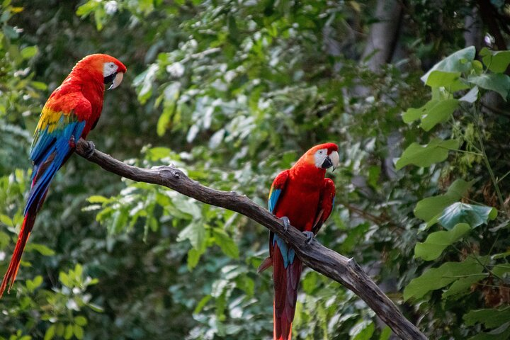 3 Day Tambopata National Reserve Tour with Local Guide & Wildlife - Photo 1 of 8