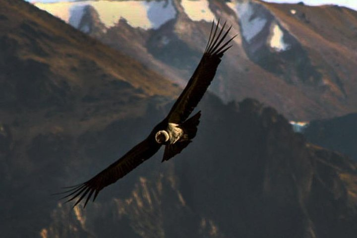 The Condor Canyon in Chonta 1 Day - Private Service - Photo 1 of 8