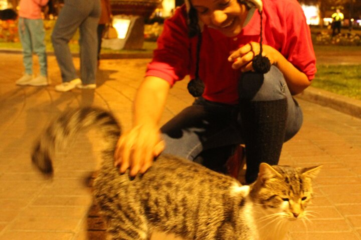 Friendly cats at Kennedy Park