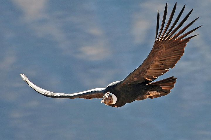 condor