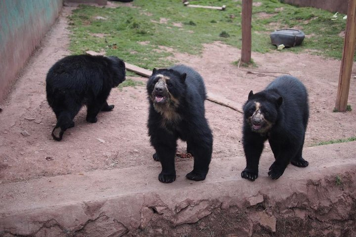 Cusco Santuario de Animales Rescatados en Cusco  - Photo 1 of 12