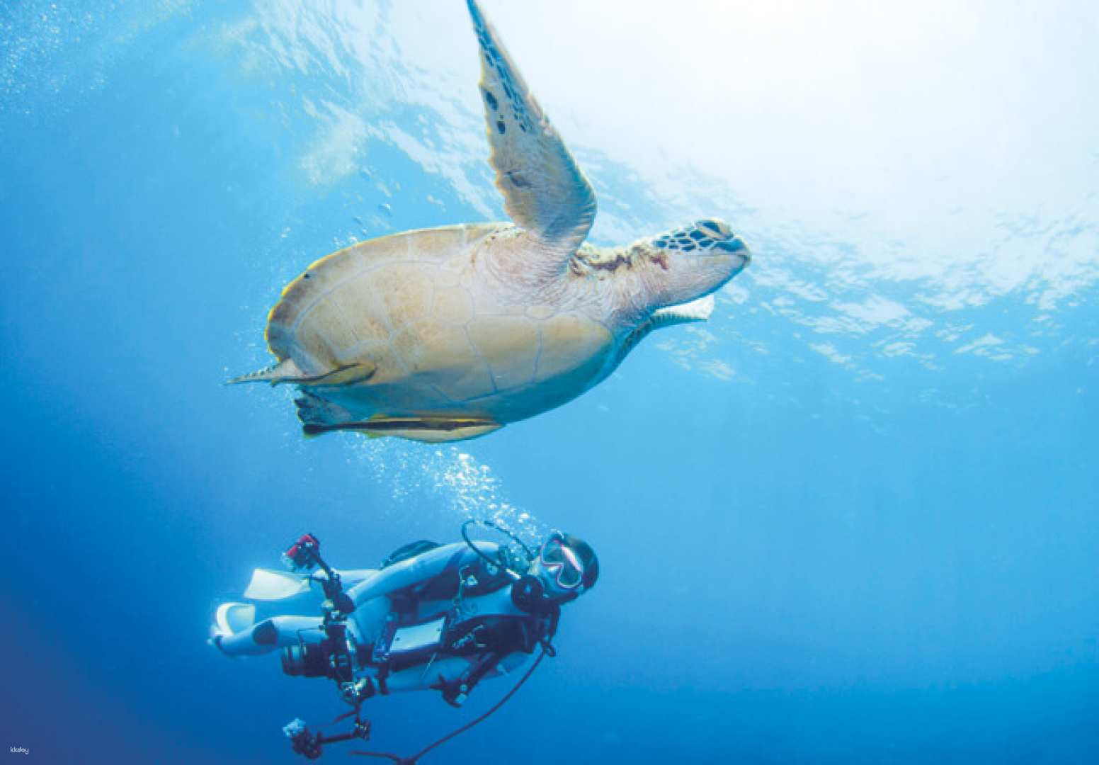 3-Day PADI Open Water Diver Scuba Diving Certification with Roundtrip Transfer from Mactan | Cebu - Photo 1 of 10