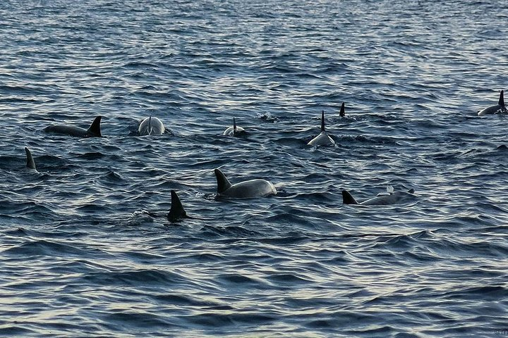 Bohol: Pamilacan Island Dolphin & Whale Watching Tour - Photo 1 of 10