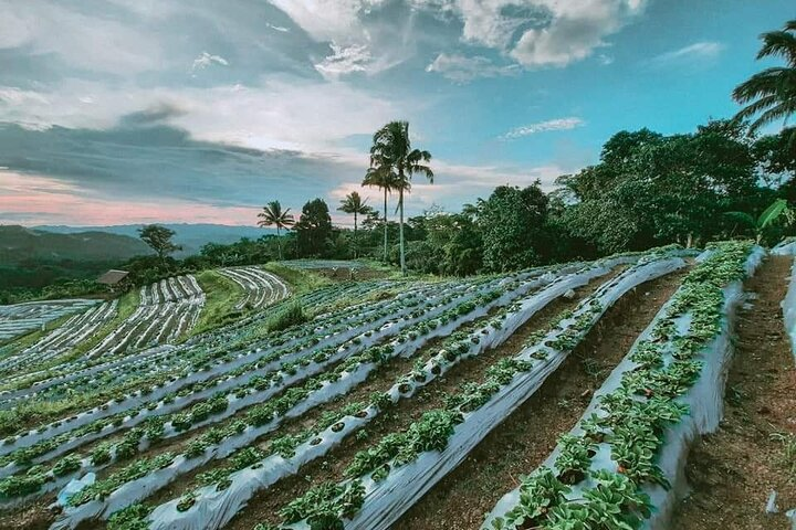 Bohol Strawberry Farm Tour - Photo 1 of 3