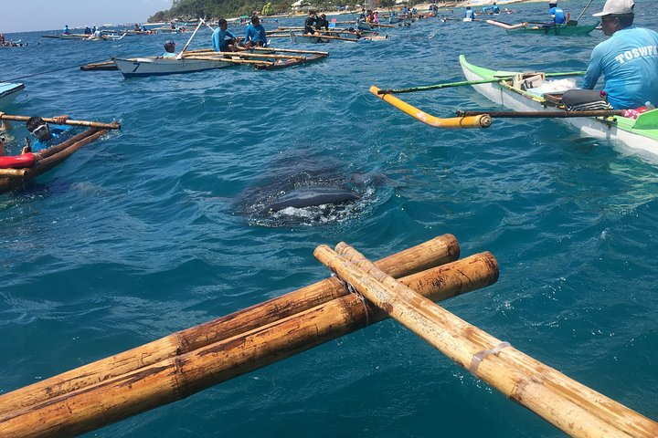 Whalesharks in Oslob