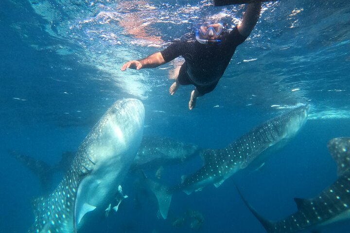 Cebu Whaleshark Journeys  - Photo 1 of 6