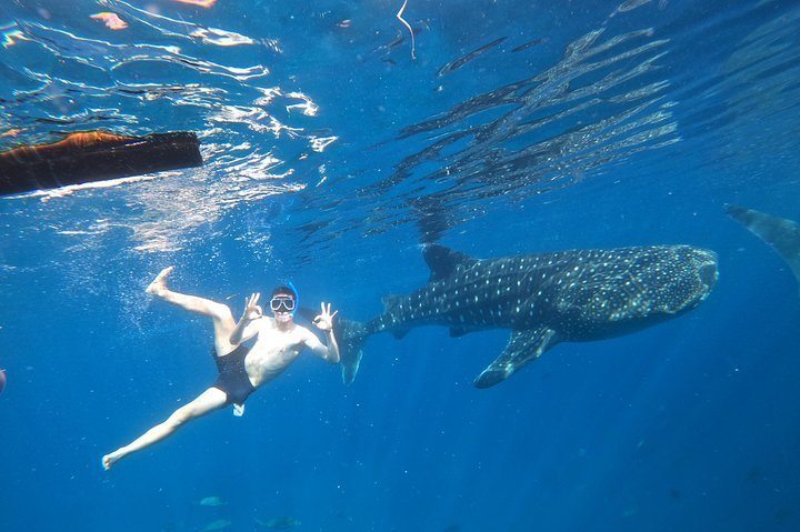 Cebu Whaleshark Tour - Photo 1 of 12